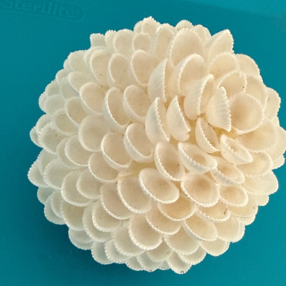 White Shell Sphere - Picture 2 of 3